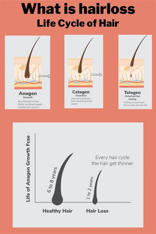 Life Cycle Of Hair